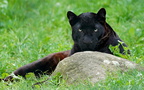 4 Groemitz 04145c Panther