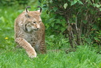 4 Groemitz 04201c Luchs