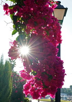 04 Malle 06023c Blume