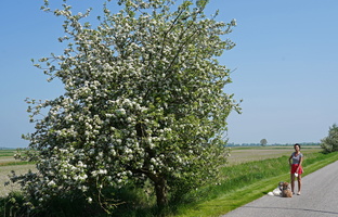 157 A7 01395c Waygaard