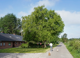 159 A7 01619c Waygaard