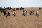 100 A9 06212c Zebras