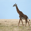 125_A9_07873c_Giraffe.jpg