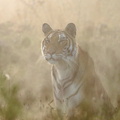 Tiger_01365c.jpg