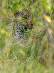 0720 R3 02890c Leopard