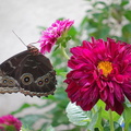 1033_R5_02630c_Butterfly.jpg