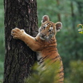 Tiger_05615c_Baby.jpg