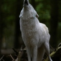 Wolf_1383c_Heulen.jpg