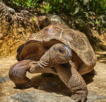 517 00755c Aldabra