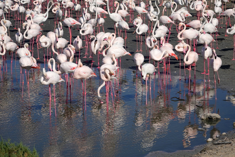 512_02671c_Flamingos.jpg