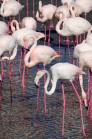 514 02712c Flamingos