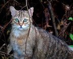 80 02640c Wildkatze