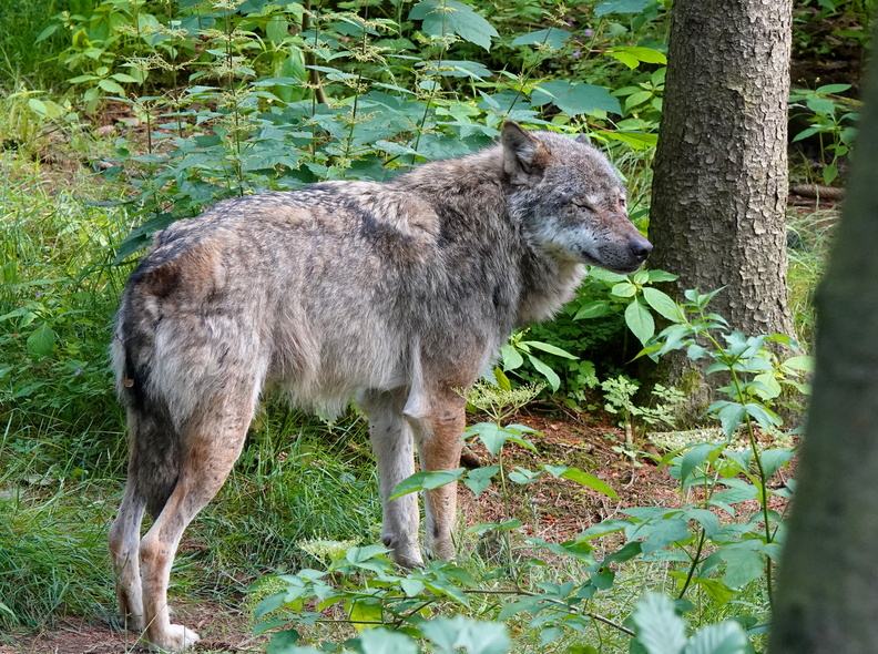 82_02652c_Wolf.jpg