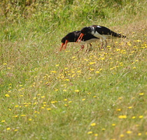 70 09647c Austernfischer