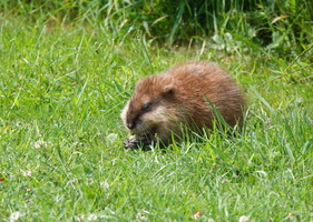 71 01626c Bisamratte