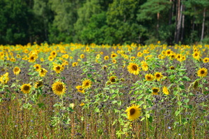 31 4559b Sonnenblumen