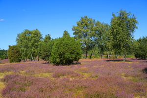 37 4835b Wietzer Berg