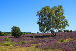 42 4978b Wacholderwald