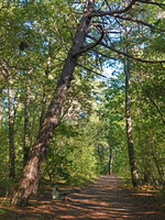 41 2899b Wald
