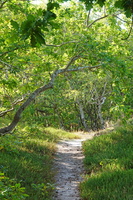 43 2914b Wald