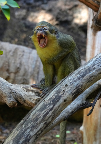 61_10285b_Affe.jpg
