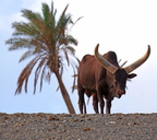 62 10296b Stier