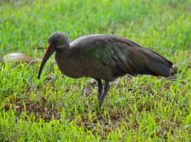 89 10960b Ibis