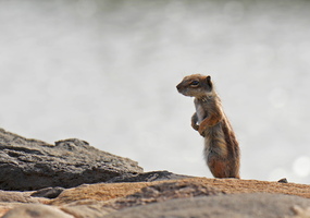 97 11250b Atlashoernchen