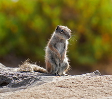 98 11261b Atlashoernchen