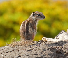 99 11270b Atlashoernchen