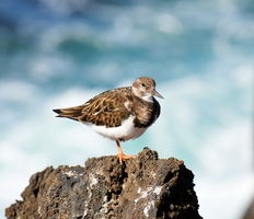 78 3218b Vogel