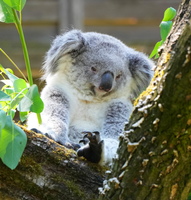 DU 7590b Koala
