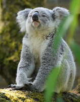 DU 7596b Koala