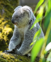 DU 7631b Koala