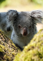 DU 7650b Koala
