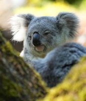 DU 7670b Koala