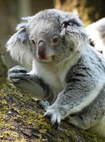 DU 7676b Koala