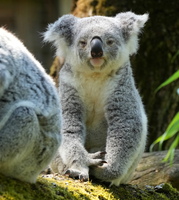 DU 7730b Koala