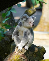 DU 7760b Koala