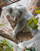 DU 7848b Koala