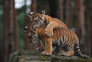 Tiger 05523c Babys