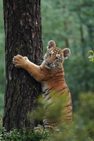 Tiger 05615c Baby