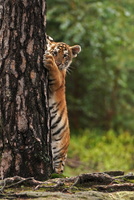 Tiger 05712c Baby