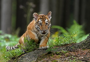 Tiger 05729c Baby