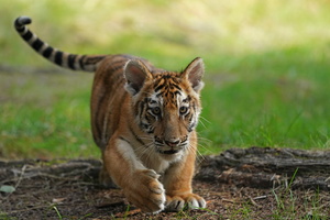 Tiger 06044c Baby