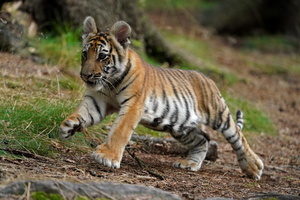 Tiger 06199c Baby