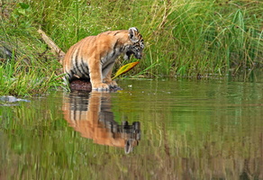 Tiger 06565c Schwarzwasser
