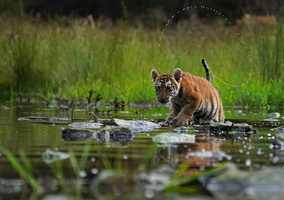 Tiger 06628c Schwarzwasser