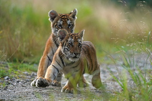 Tiger 07167c Babys