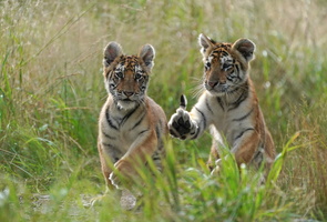 Tiger 07196c Babys